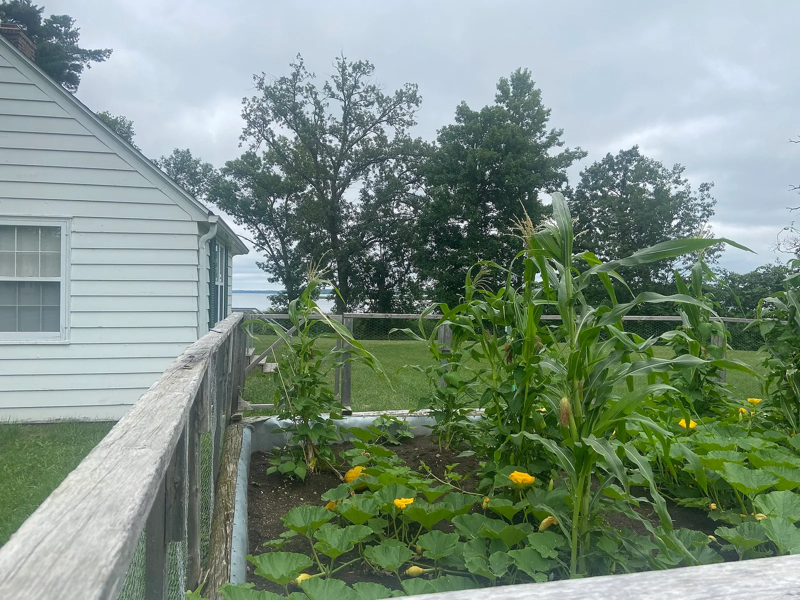 Bean companion plants garden