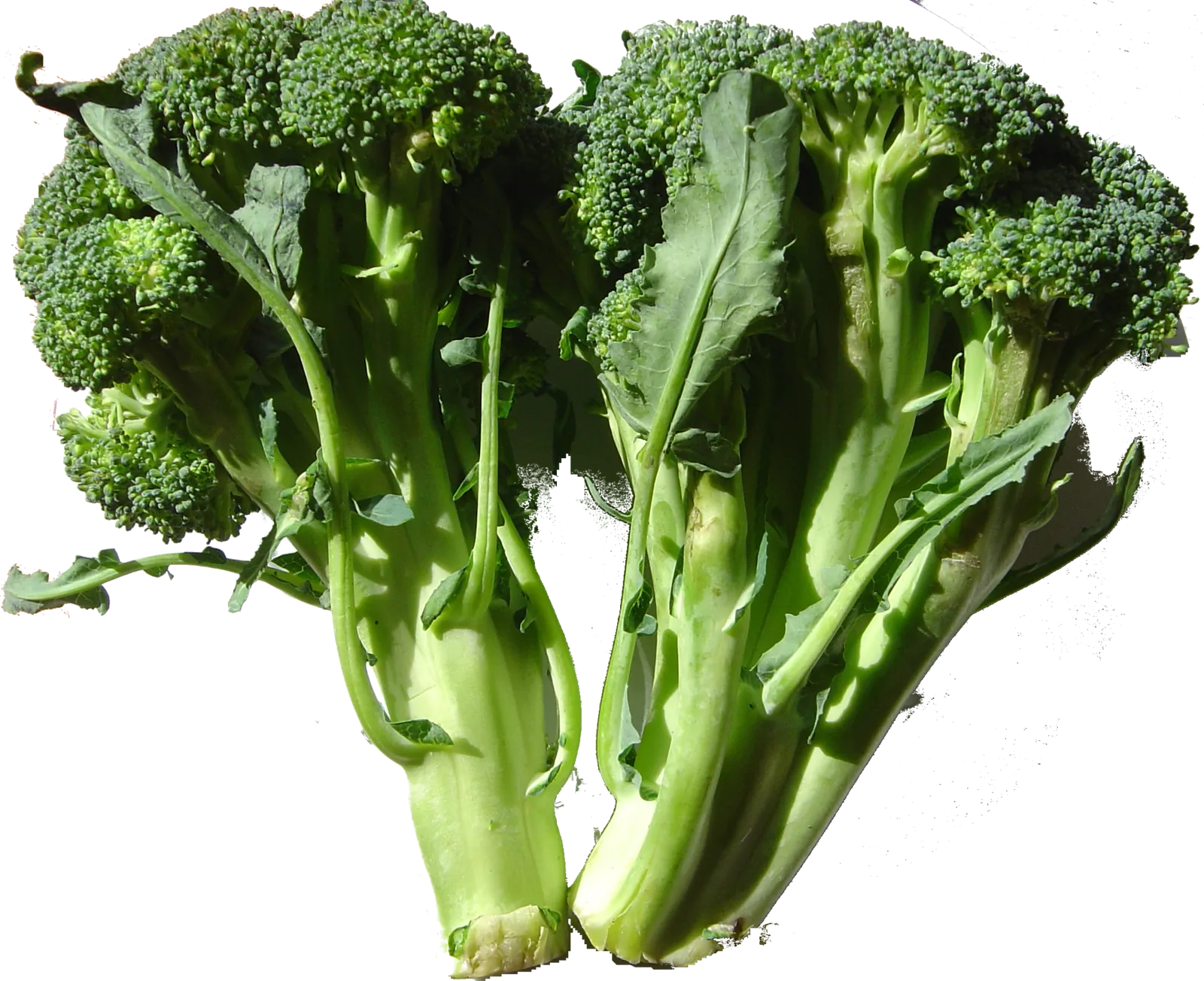two Broccoli heads