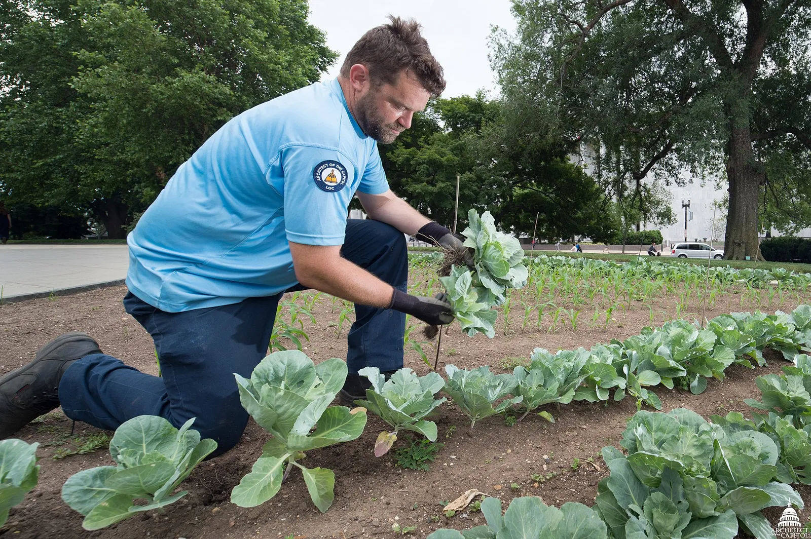 Lettuce companion plants garden
