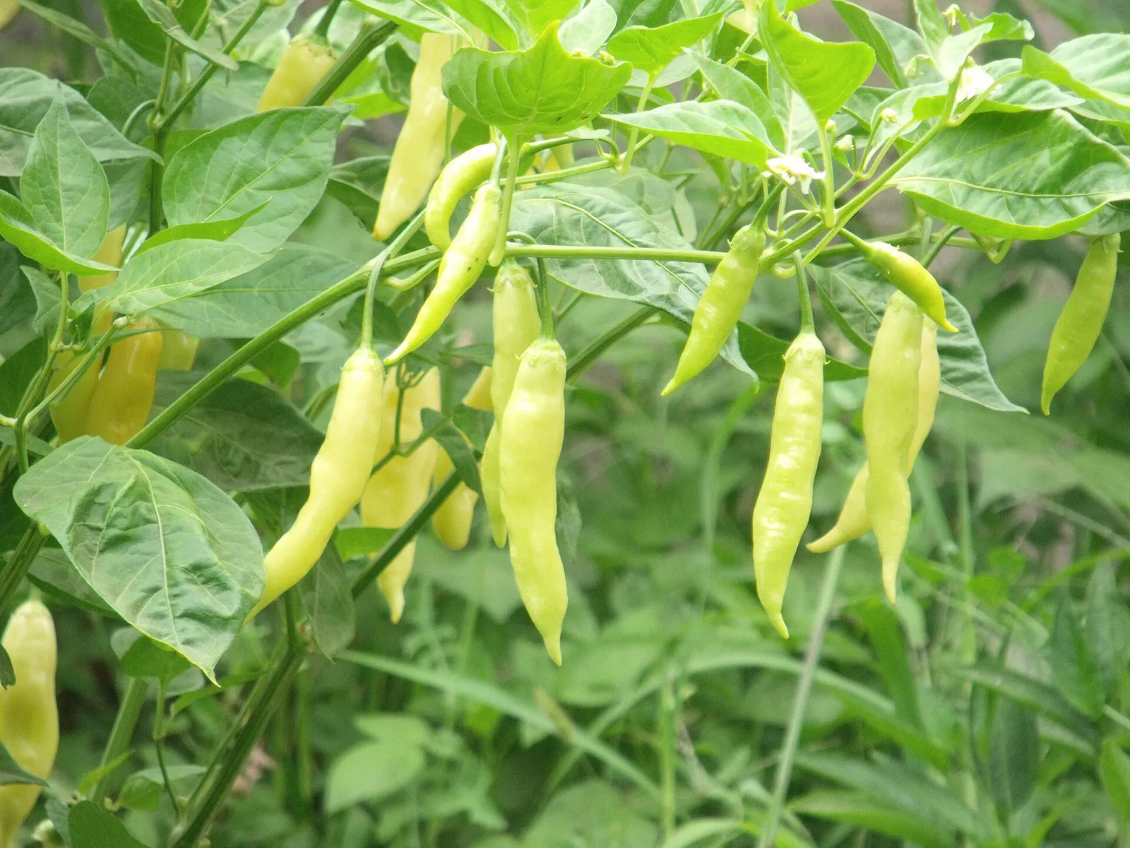 Chile (pimiento) en Chuchiñi