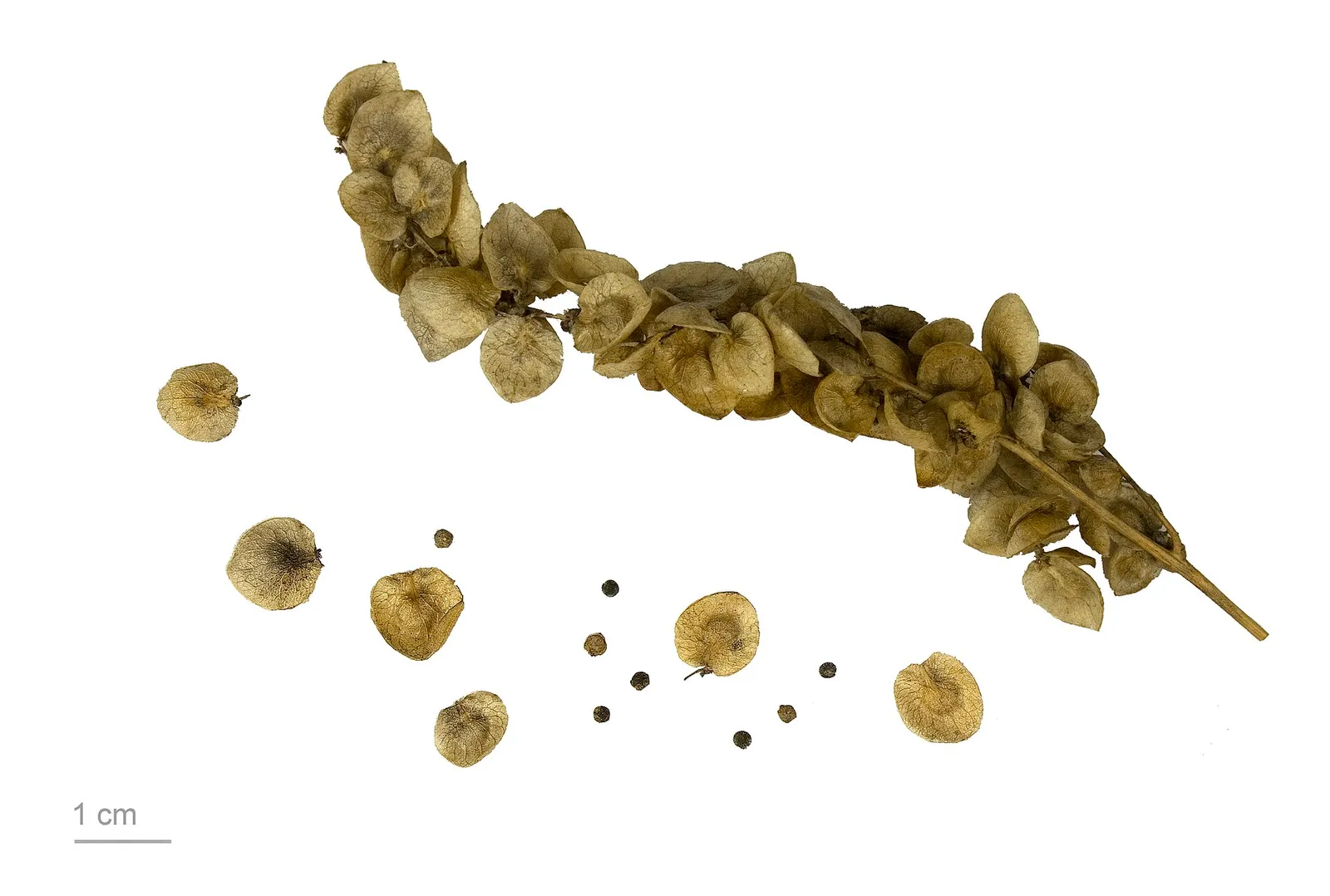 Garden Orache , fruits and seeds