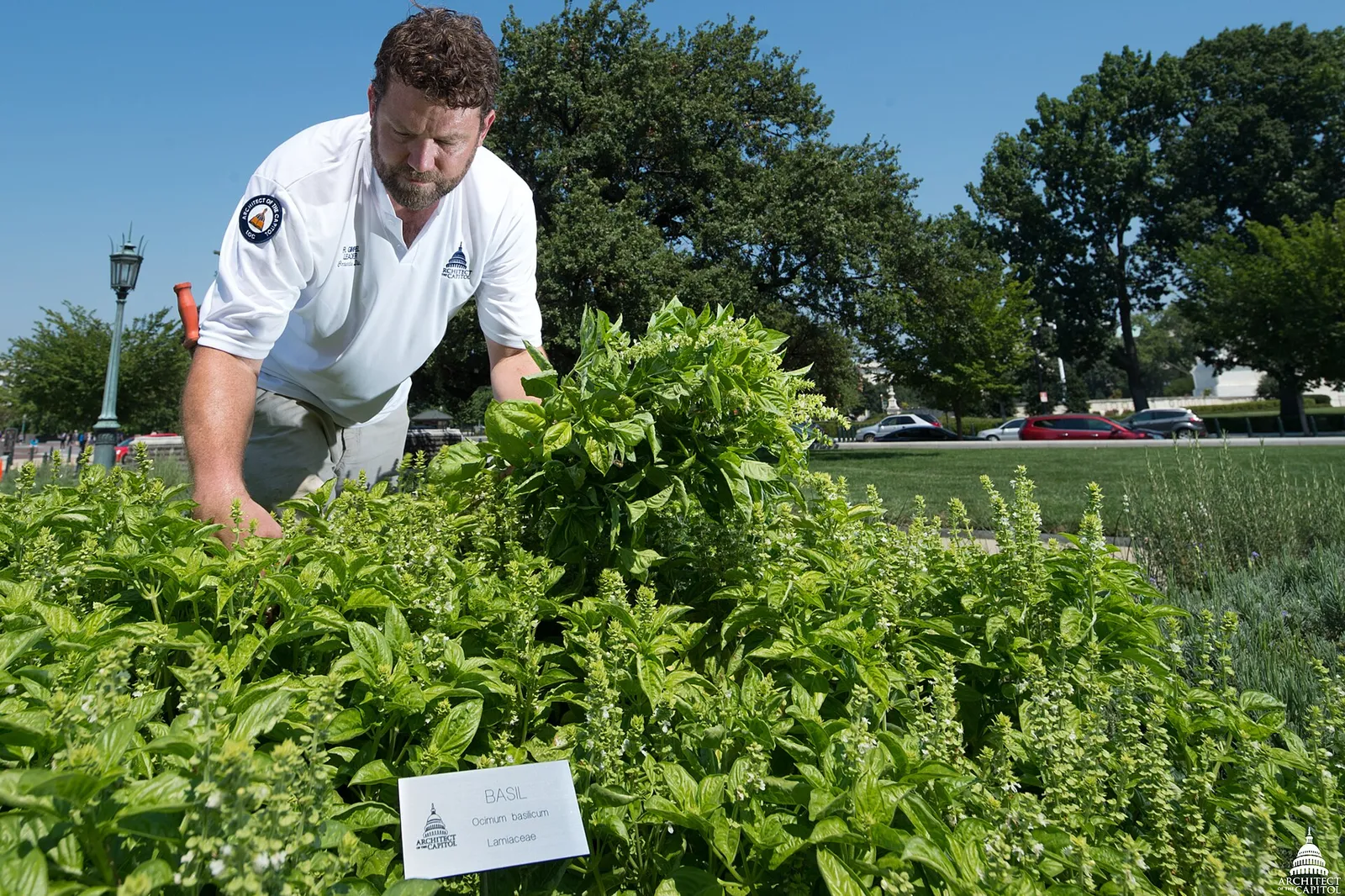 Harvest basil garden