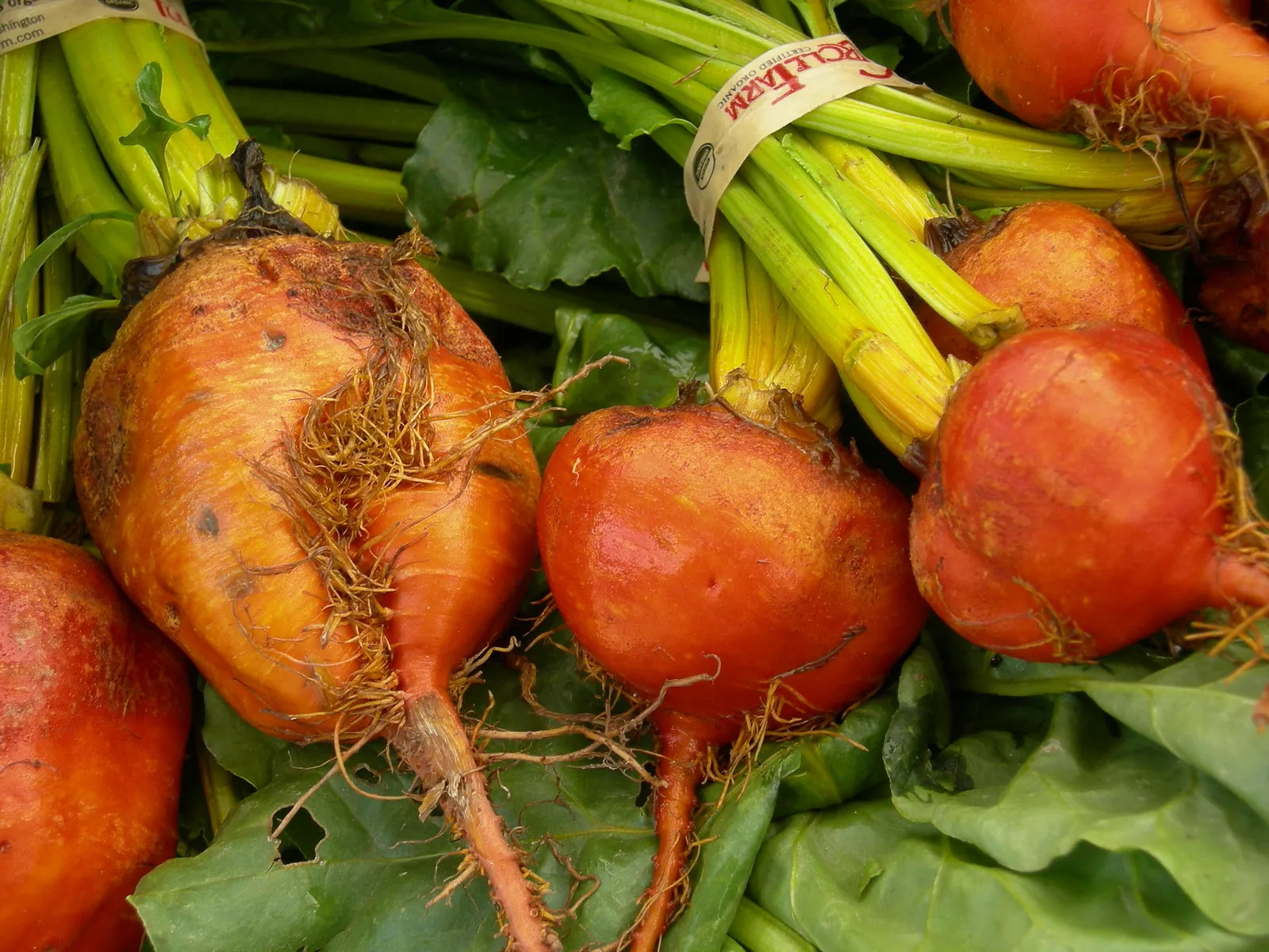 Beetroot harvest