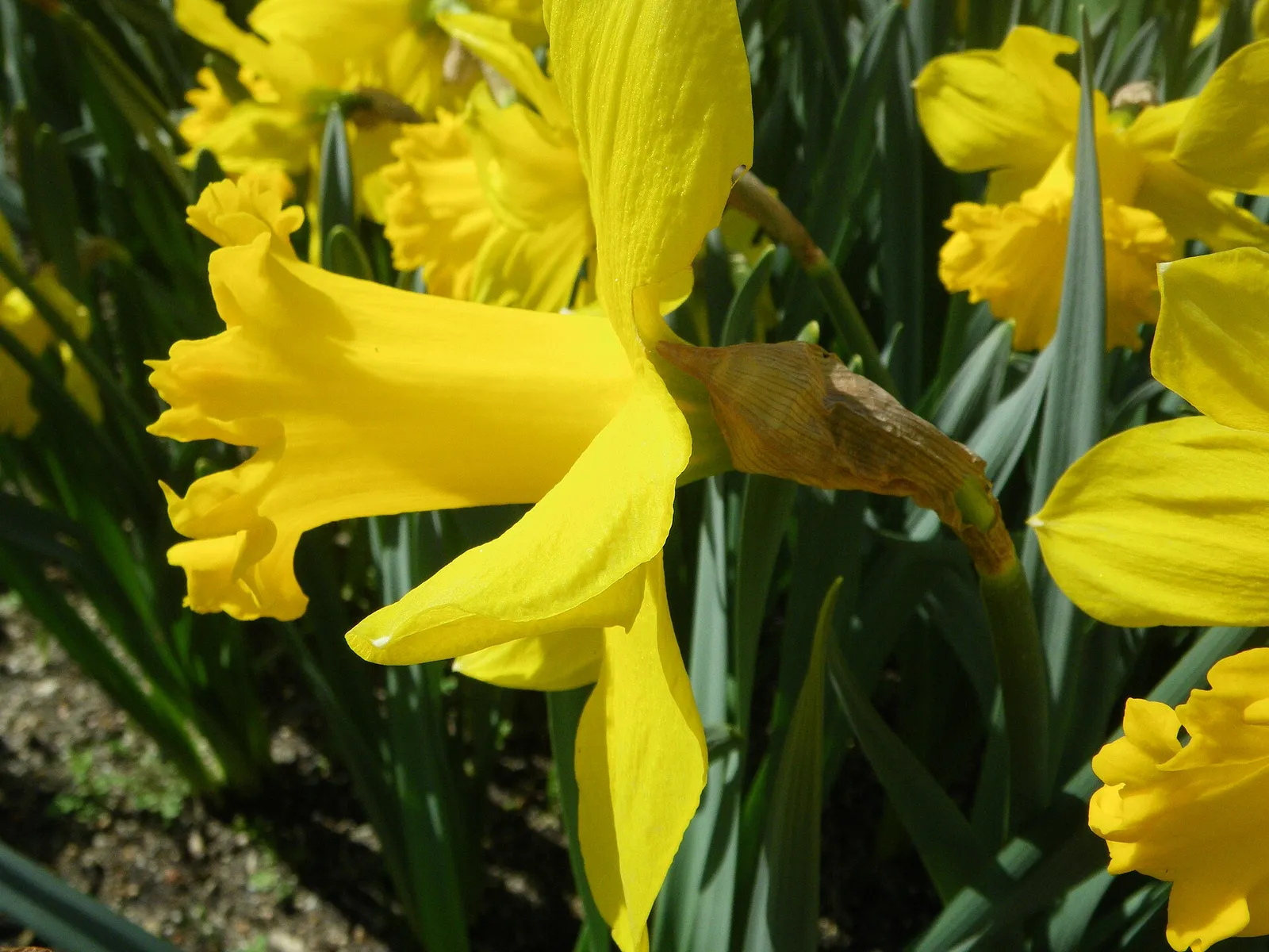 Narcissus 'Golden Harvest', div. 1. Real Jardín Botánico, Madrid, España.