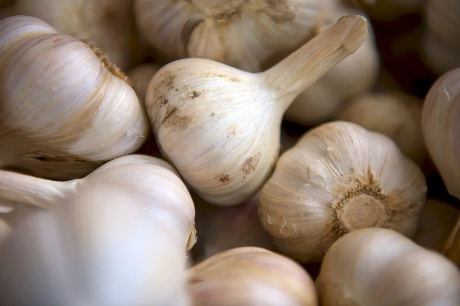 Garlic harvest bulbs