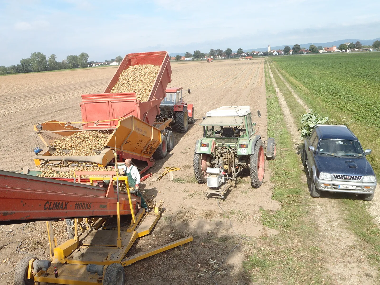Onion harvest in Bavaria (in or near Regensburg presumably)