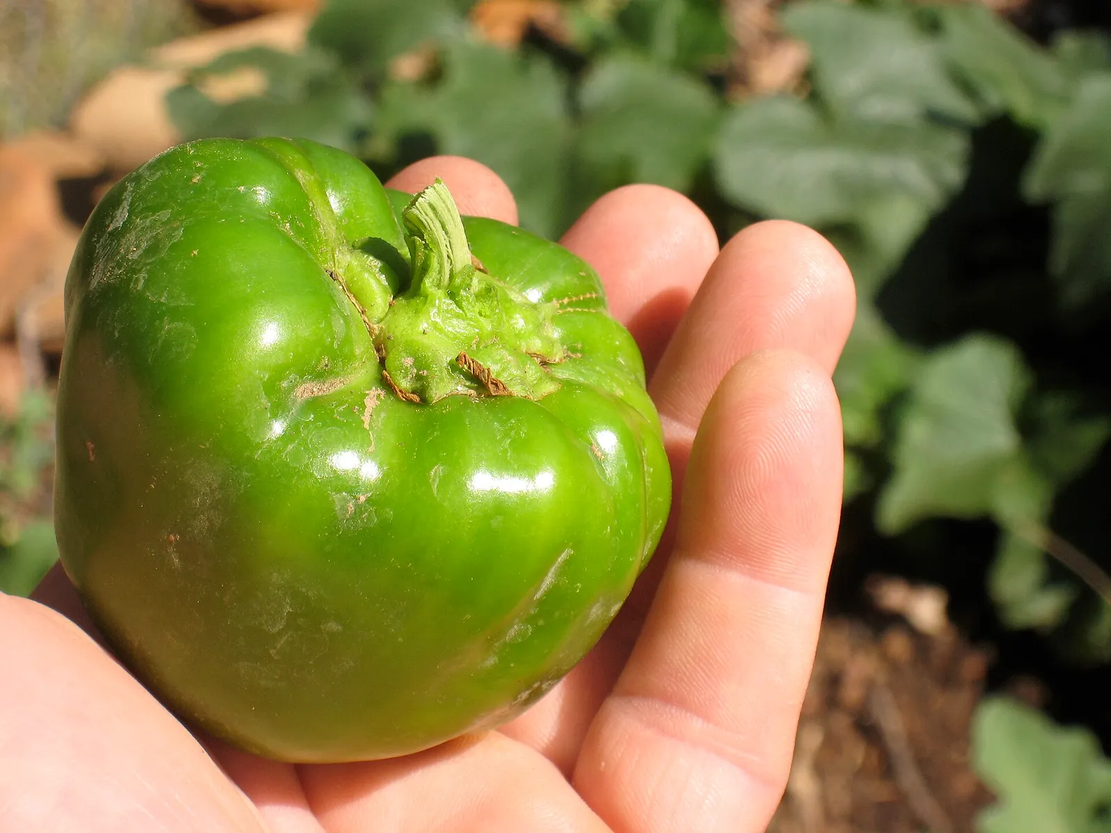 Bell pepper plant garden