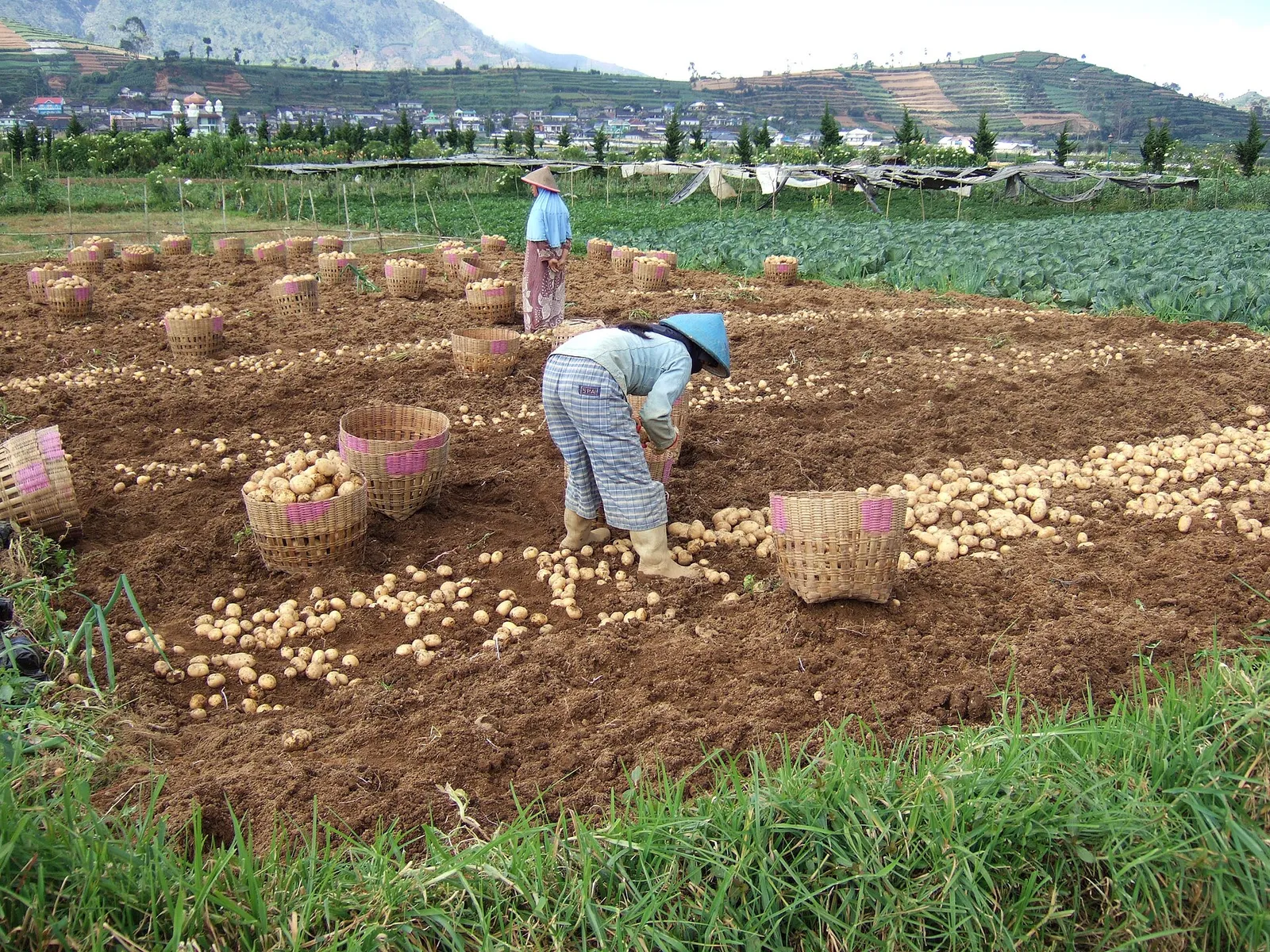 Harvesting potato in Dieng Plateau, Central Java, Indonesia