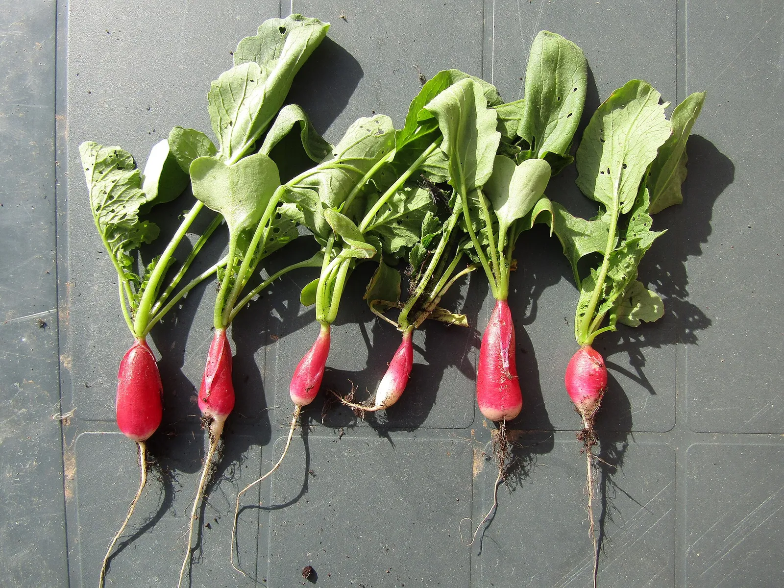 Harvested radishes grown in a garden in the village of Trimingham, Norfolk, England.