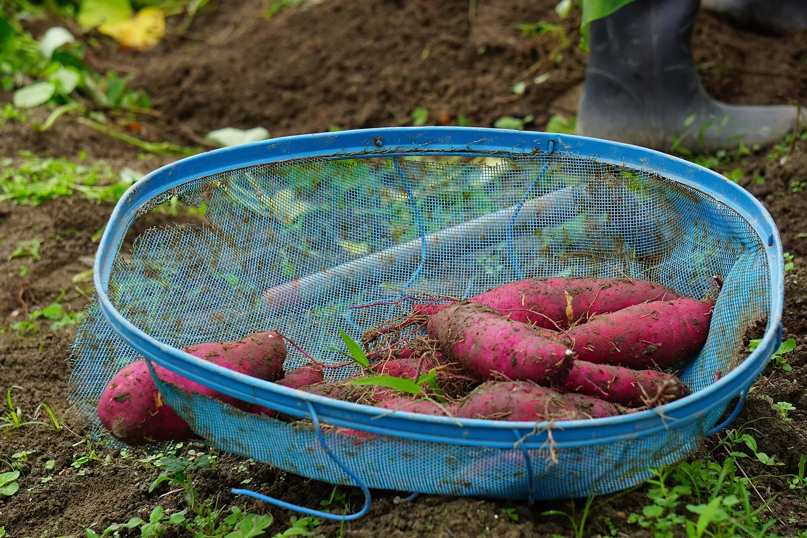 Sweet Potato Harvest
