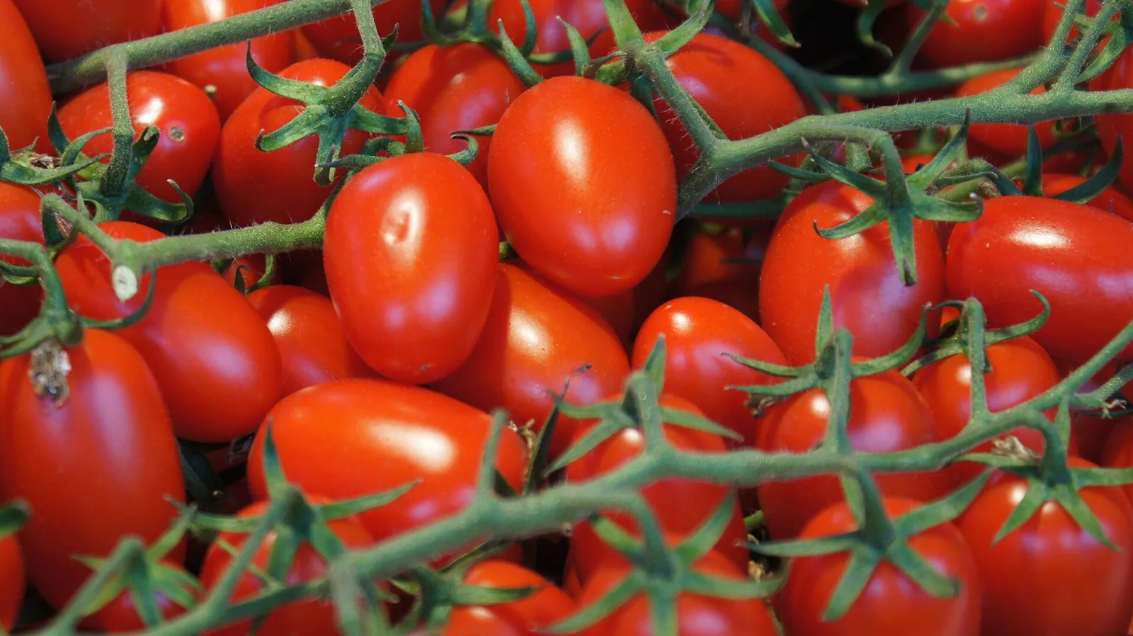 A close-up of ripe, red grape tomatoes on the vine at Ljubljana Central Market