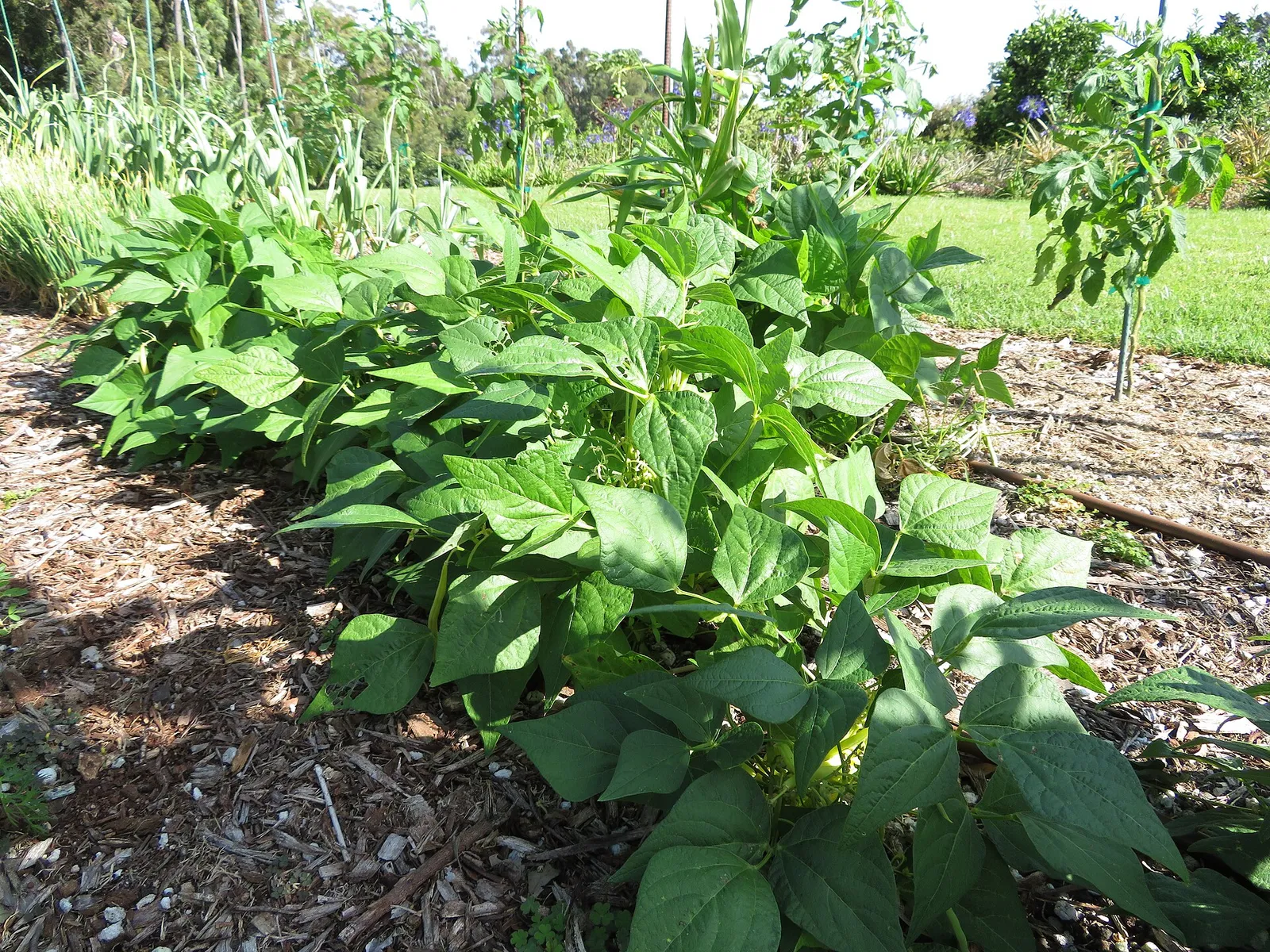 Bush beans garden