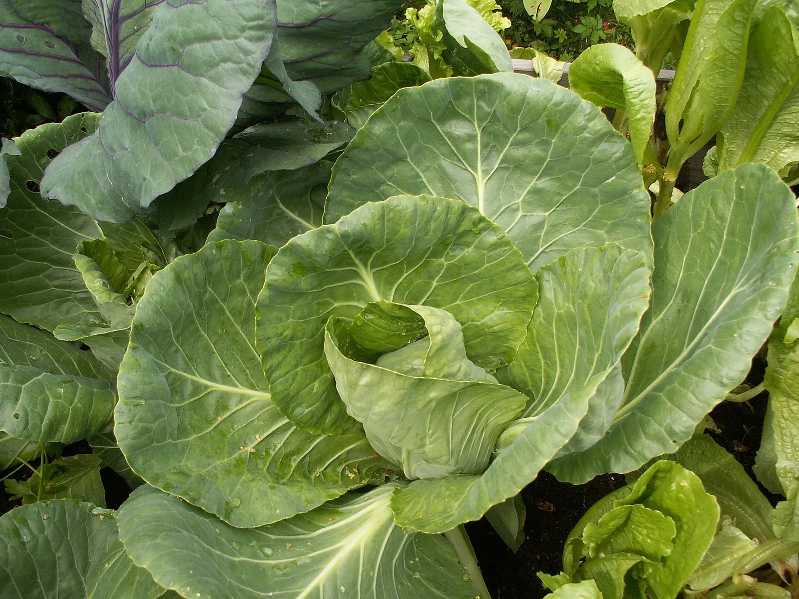Cabbage garden