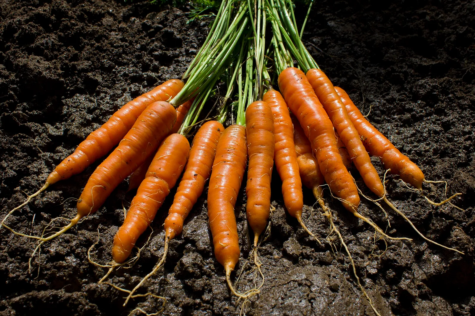 Carrots garden