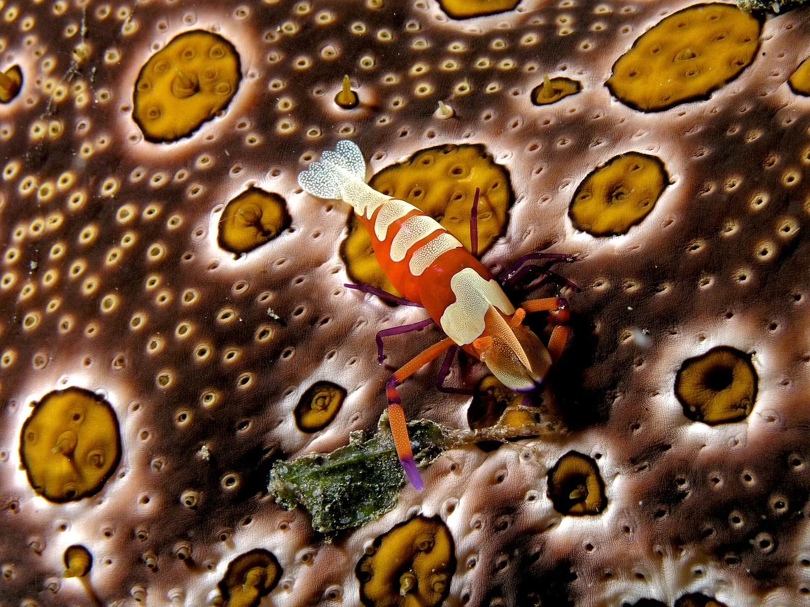 (Emperor shrimp) on Bohadschia ocellata (Sea cucumber)
