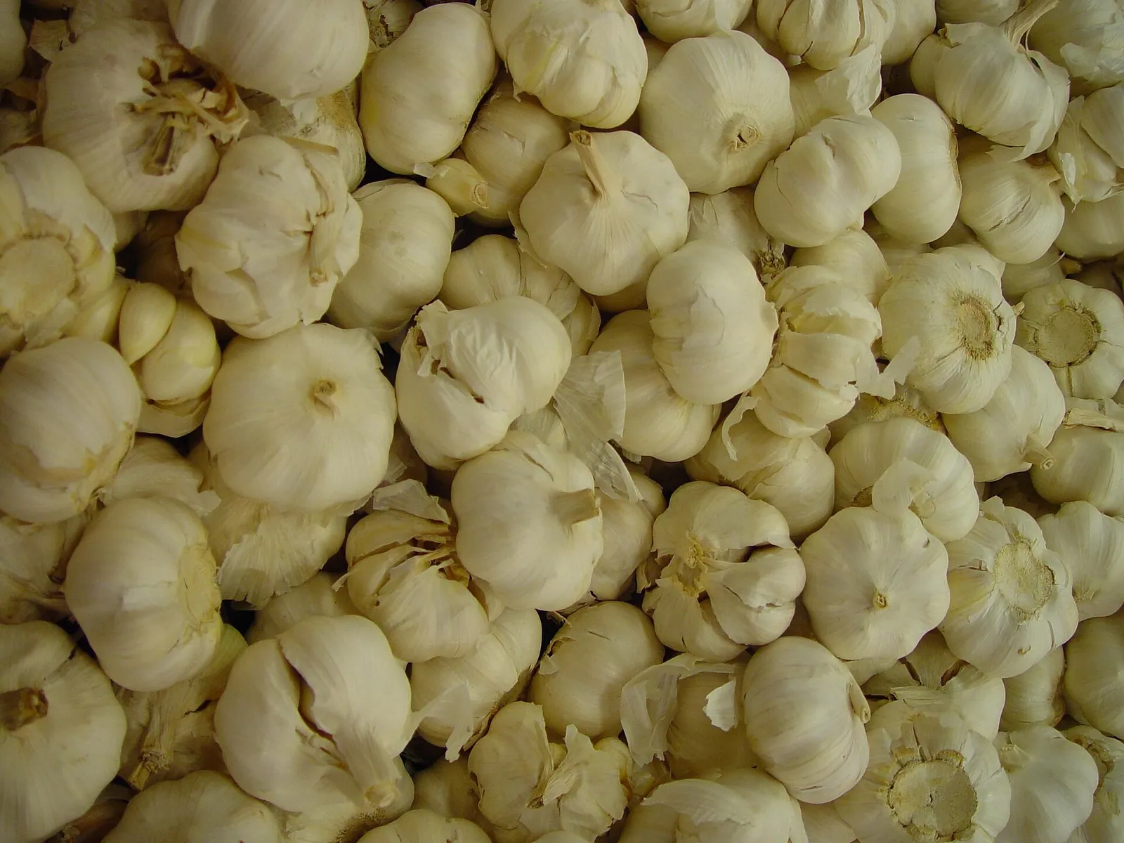 Planting garlic cloves