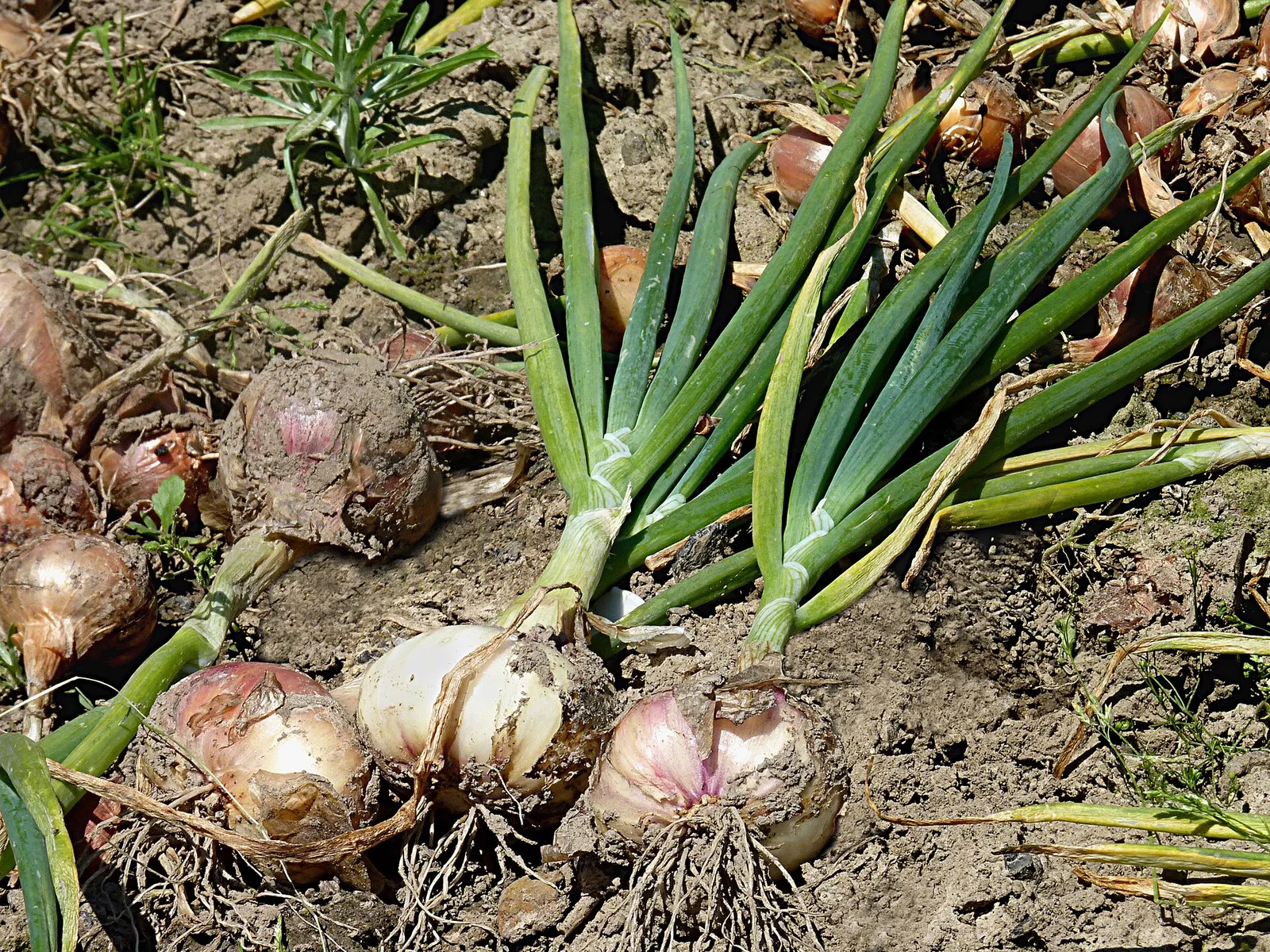 Onions drying in a vegetable garden in Belgium.