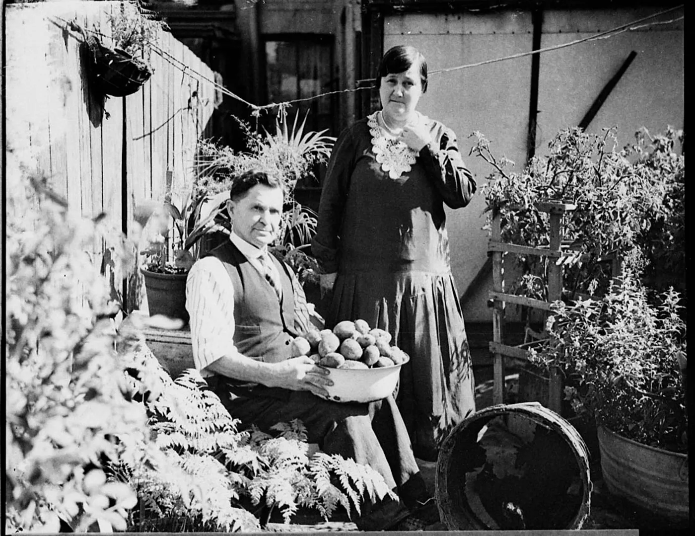 Potatoes, Paddington