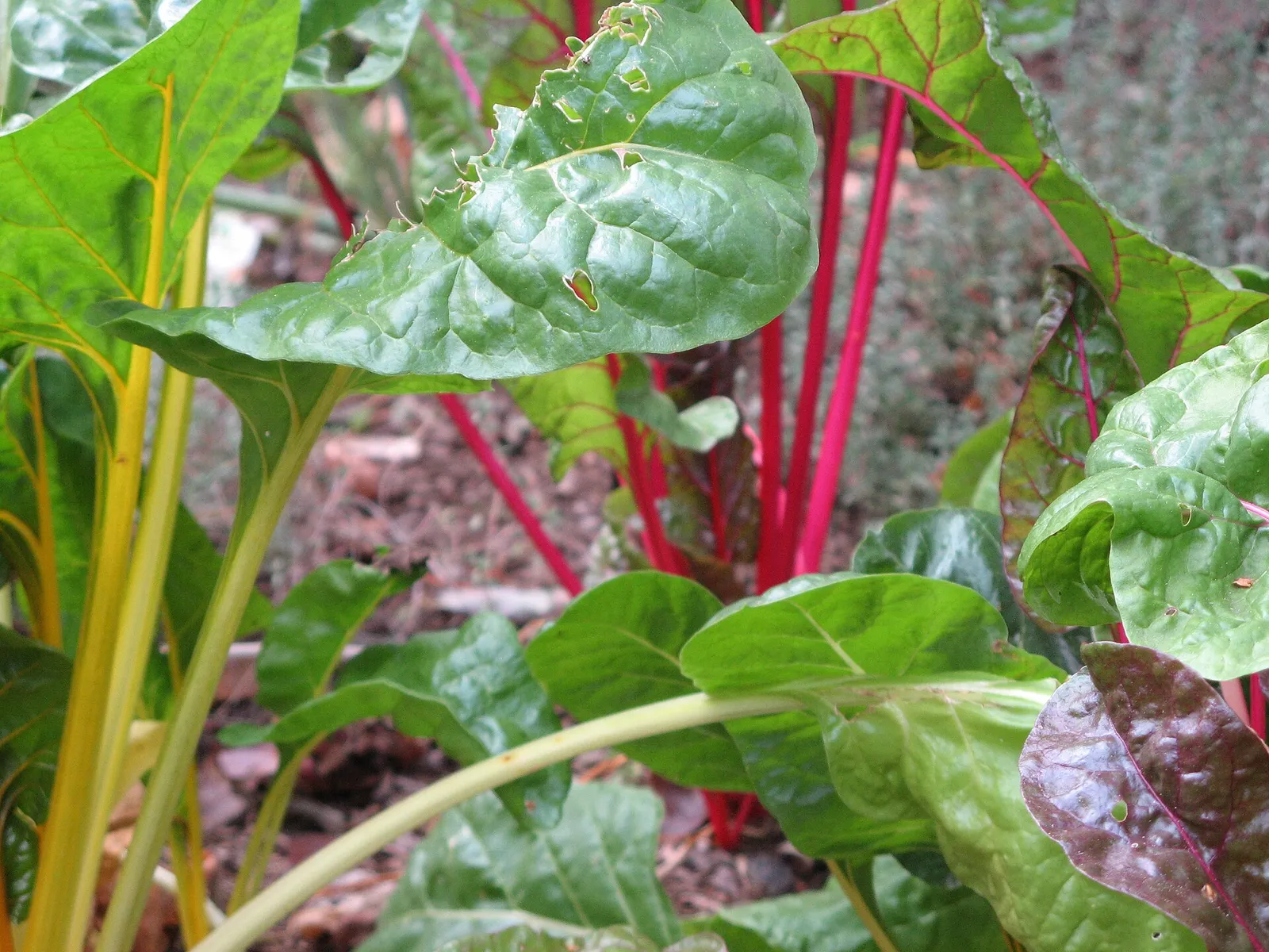 Bright Lights Swiss Chard with red and yellow stems.