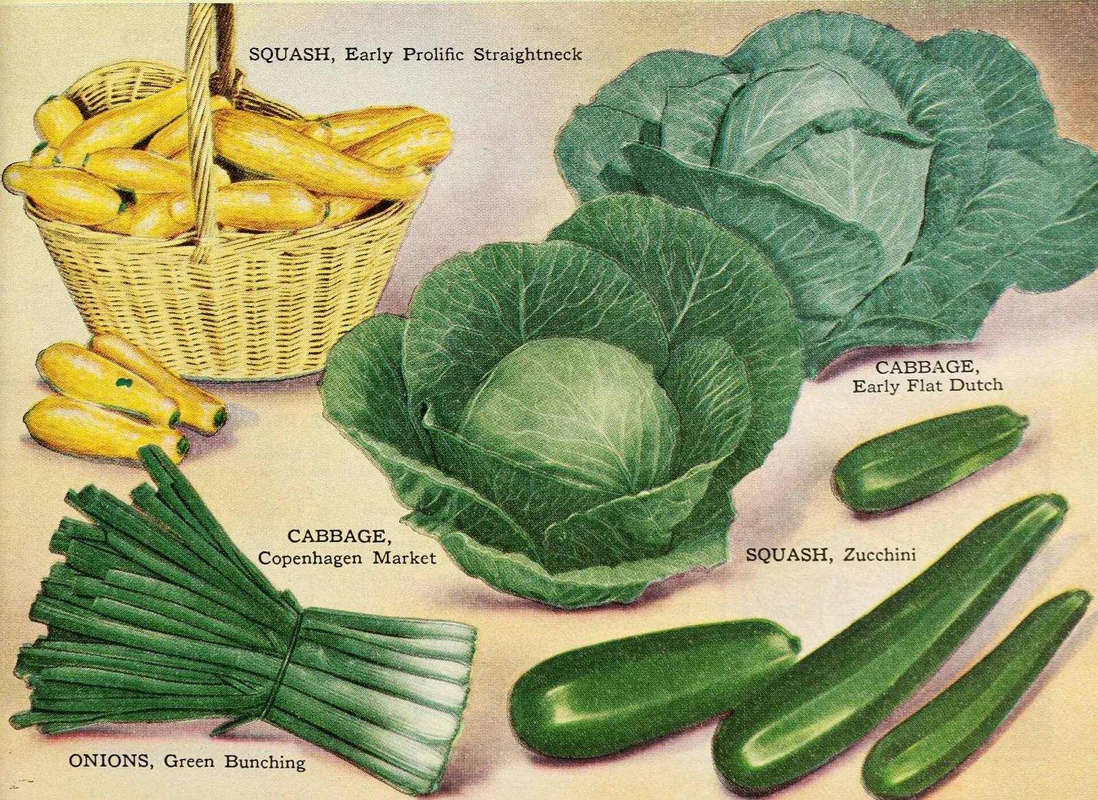 Zucchini companion plants garden