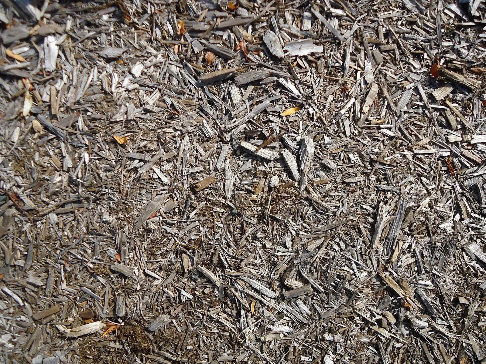 Exploration of surfaces and textures using a close-up camera angle. Ground up tree bark or mulch on a pathway.